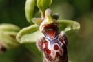 Ophrys flavomarginata